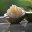Big Green Star Apple Chrysophyllum Caimito Live Fruit Tree 2-3Ft Exotic Caimito Verde