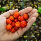 Big Eugenia Uniflora Pitanga Surinam Cherry Tropical Live Fruit Tree 2Ft To 3Ft