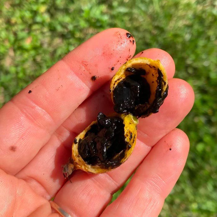 Big Blackberry Jam Randia Formosa Live Fruit Tree 2-3Ft