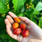 Peanut Butter Fruit Bunchosia Argentea Live Fruit Tree 10Inch&24Inch