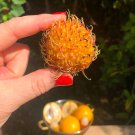 Yellow Rambutan Nephelium Lappaceum Live Fruit Tree 18Inch-28Inch