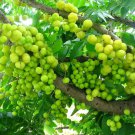 Big Phyllanthus Acidusotaheite Gooseberry Grosella Live Fruit Tree 2-3Ft