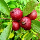 Big Strawberry Guava Psidium Cattleianum Cattley Guava Live Fruit Tree 2Ft-3Ft