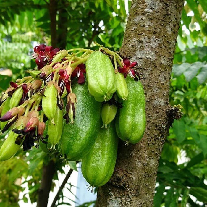 Big Bilimbi Averrhoa Bilimbi Live Fruit Tree 2-3Ft Arbol Frutal Vivo De Bilimbi