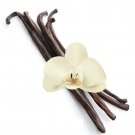 Vanilla Planifolia Live Plant Vainilla 10-Inch-1Ft