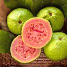 Big Red Guava Psidium Guajava Live Guava Fruit Tree 2-3Ft