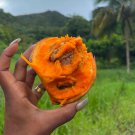 Big Mammea Americana Mammme Apple Mamey Live Fruit Tree 2-3Ft Mamey Americana