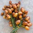 Wampi Clausena Lansium Wampee Live Fruit Tree 10In To 24In