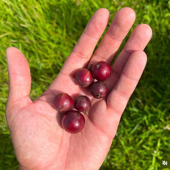 Big Governors Plum Flacourtia Indica Live Fruit Tree 2-3Ft Ciruela Del Gobernador