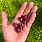 Big Governors Plum Flacourtia Indica Live Fruit Tree 2-3Ft Ciruela Del Gobernador