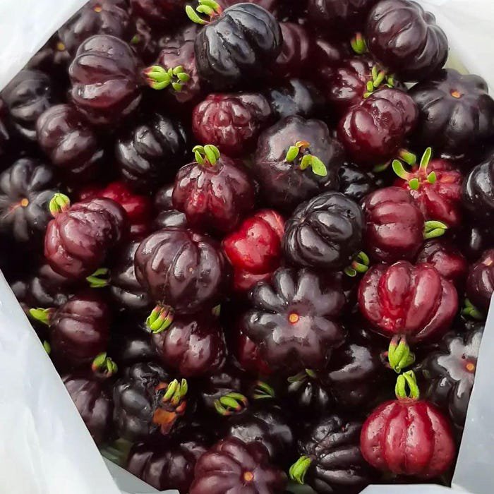 Big Surinam Cereza Negra Eugenia Uniflora Pitanga Live Fruit Tree 2Ft To 3Ft