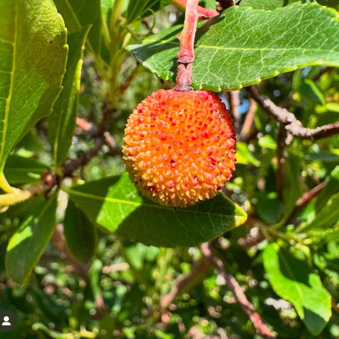 Exotic Madroño Arbutus Unedo Killarney Strawberry Live Fruit Tree 2Ft ...
