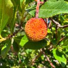 Exotic Madroño Arbutus Unedo Killarney Strawberry Live Fruit Tree 2Ft Árbol Frutal Vivo De Madroñ