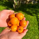 Big Loquat Eriobotrya Japonica Nispero Japones Live Fruit Tree Japanese Plum 2-3Ft