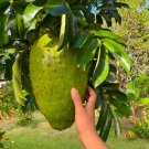 Soursop Graviola Guanabana 2-3Ft Live Fruit Tree Arbol Frutal Vivo -Annonamuricata