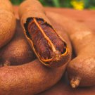 Big Tamarind Tamarindus Indica Tamarindo Tropical Live Fruit Tree 2-3Ft Arbol Frutal Vivo