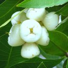 Big Wax Jambu White Syzygium Jambos Pomarrosa Blanca Fruit Tree 2-3Ft White Wax Jambu