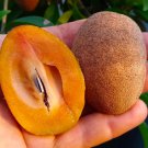 Big Nispero Manilkara Zapota Chicozapote Live Fruit Tree Arbol Frutal Vivo 2-3Ft Sapodilla