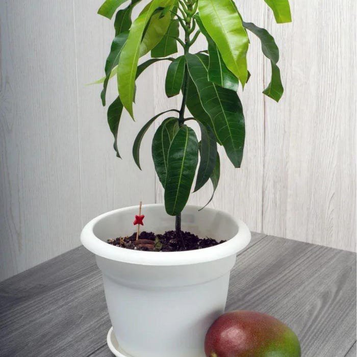 Seedling Big Osteen Mango Zest Mangifera Indica Tropical Live Fruit Tree 2Ft