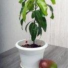 Seedling Big Osteen Mango Zest Mangifera Indica Tropical Live Fruit Tree 2Ft