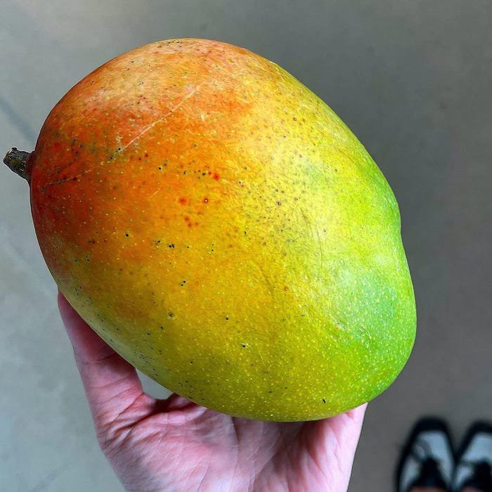 Edward Mango Authentic Live Fruit Tropical Tree 2-3Ft Mangifera Seedling