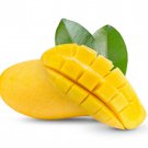 Seedling Big Manila Mango Mangifera Indica Tropical Fruit Live Tree 2Ft