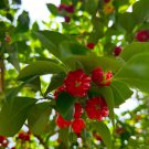 Big Spicy Pitanga Eugenia Uniflora Surinam Cherry Plant Dark Red Fruit Live Fruit Tree 2-3Ft