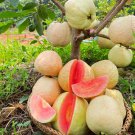 Large Supreme Ruby Guava From Taiwan Live Fruit Tree 2 To 3 Feet Psidium Guajava Guava