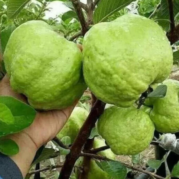 Big Indonesian Guava Guava Psidium Guava Indonesia Live Fruit Very Rare Tree 2-3F
