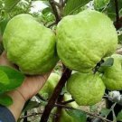 Big Indonesian Guava Guava Psidium Guava Indonesia Live Fruit Very Rare Tree 2-3F