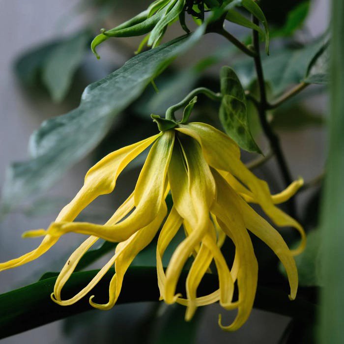 Ylang-Ylang Anon&Atilde;&iexcl;ceas Cananga Odorata Live Tree 2Ft-3Ft Arbol Vivo