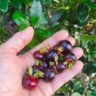 Grumichama Eugenia Brasiliensis Dwarf Luve Fruit Tree 10-Inch-24Inch