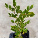 Big Guayacan Handroanthus Guayacan Live Tree 2-3Ft