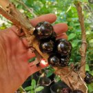 Big Purple Jaboticaba Exotic Live Fruit Tree Pliniacauliflora Arbol Frutal Vivo De Jaboticaba Violet