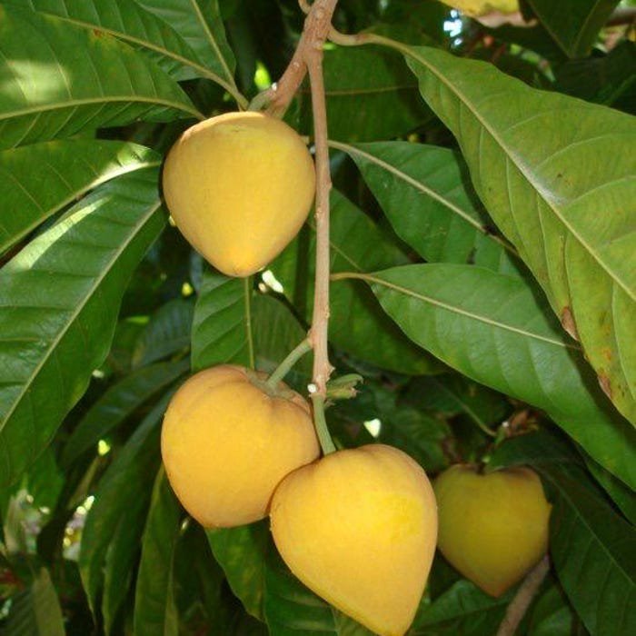 Big Canistel Amarillo Zapote Egg Fruit Pouteria Campechiana Live Fruit Tree 2Ft To 3Ft