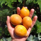 Big Achachairu Garcinia Humilis Achacha Live Fruit Tree Arbol Adulto Frutal Vivo 1-3Ft