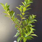 Big Cherry Rio Grande Eugenia Involucrata Live Fruit Tree 2Ft To 3Ft