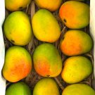 Big Alphonso Mango Authentic Live Fruit Tropical Tree 2Ft Manglifera Seedling