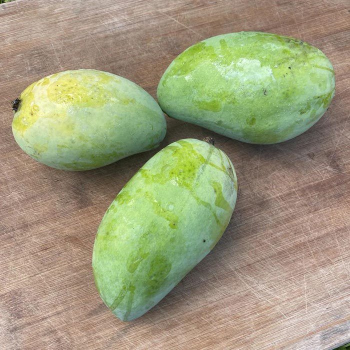 Lemon Zest Mango Authentic Live Fruit Tropical Tree 2-3Ft Tall Manglifera Seedling
