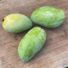 Lemon Zest Mango Authentic Live Fruit Tropical Tree 2-3Ft Tall Manglifera Seedling