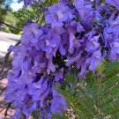 Big Jacaranda Jacaranda Mimosifolia Live Tree 2-3Ft Flower