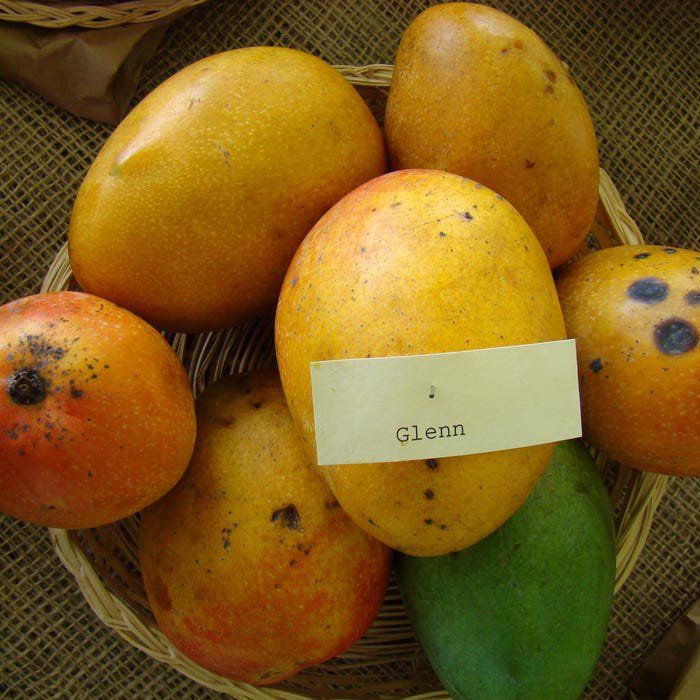 Big Glenn Mango Mangifera Indica Tropical Live Fruit Tree 2Ft