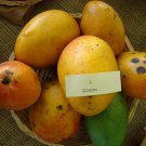 Big Glenn Mango Mangifera Indica Tropical Live Fruit Tree 2Ft