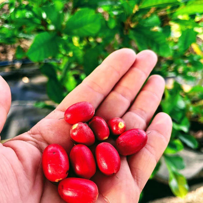 Exotic Miracle Fruit Live Fruit Tree Synsepalum Dulcificum 8Inch-18Ich Magic Berry