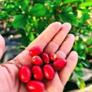Exotic Miracle Fruit Live Fruit Tree Synsepalum Dulcificum 8Inch-18Ich Magic Berry