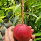 Miyazaki Mango Authentic Egg Of The Sun Live Fruit Tropical Tree 2Ft Manglifera Seedling