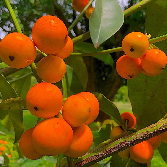 Big Garcinia Gardneriana Bacupari Live Fruit Tree 2-3Ft Arbol Frutal Vivo