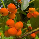 Big Garcinia Gardneriana Bacupari Live Fruit Tree 2-3Ft Arbol Frutal Vivo
