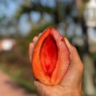 Big Mamey Sapote Pouteria Zapota Mamey Colorado Live Fruit Tree 2-3Ft