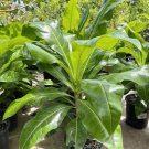 Big Fiji Nut Barringtonia Edulis Nuez Fiji Live Fruit Tree 2-3Ft